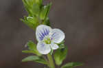 Thymeleaf speedwell